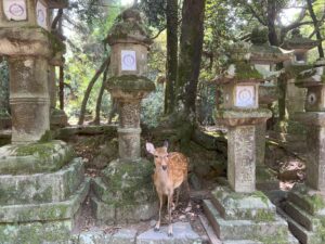🇯🇵 Nara - Kioto