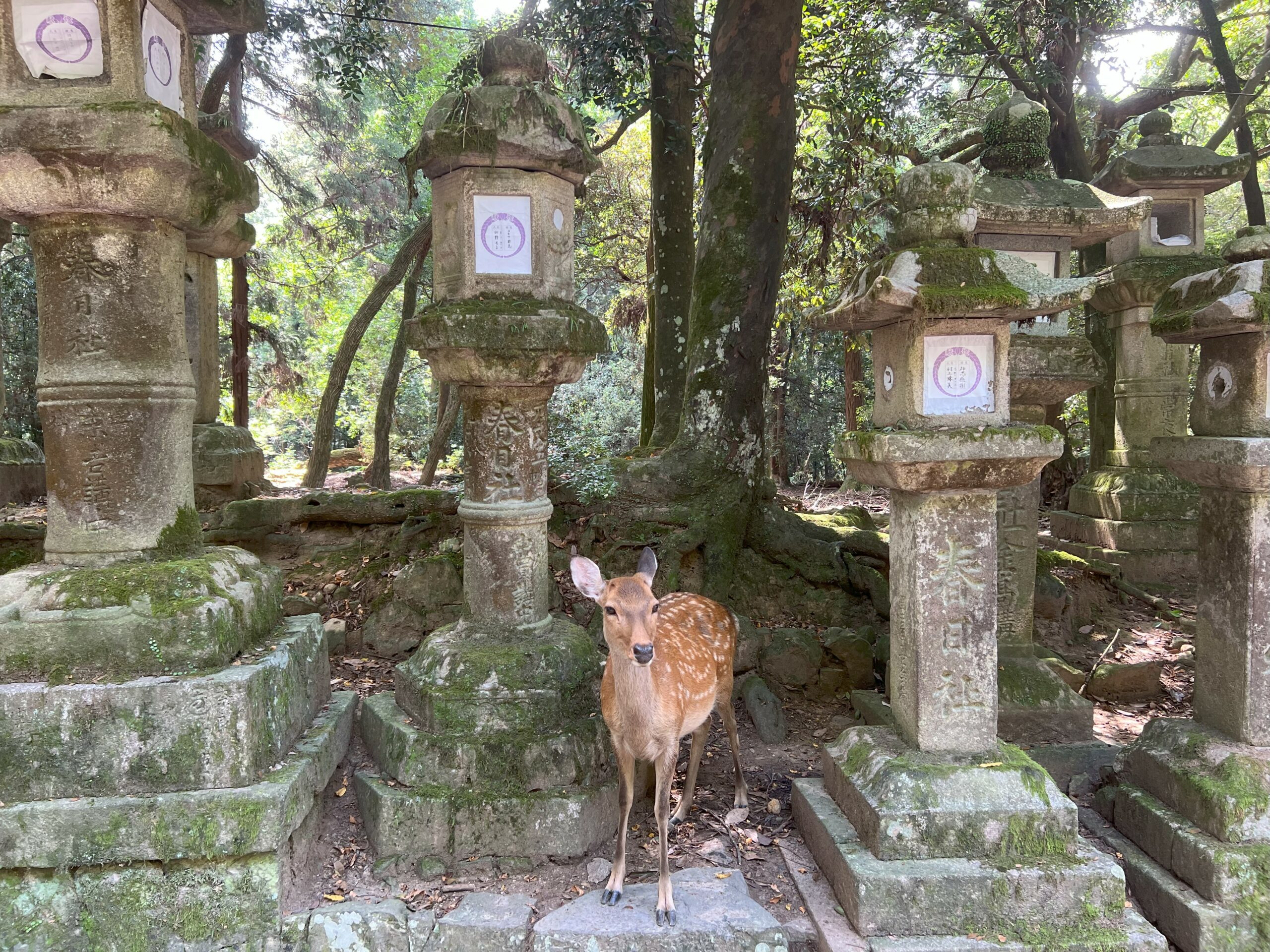 🇯🇵 Nara – Kyoto