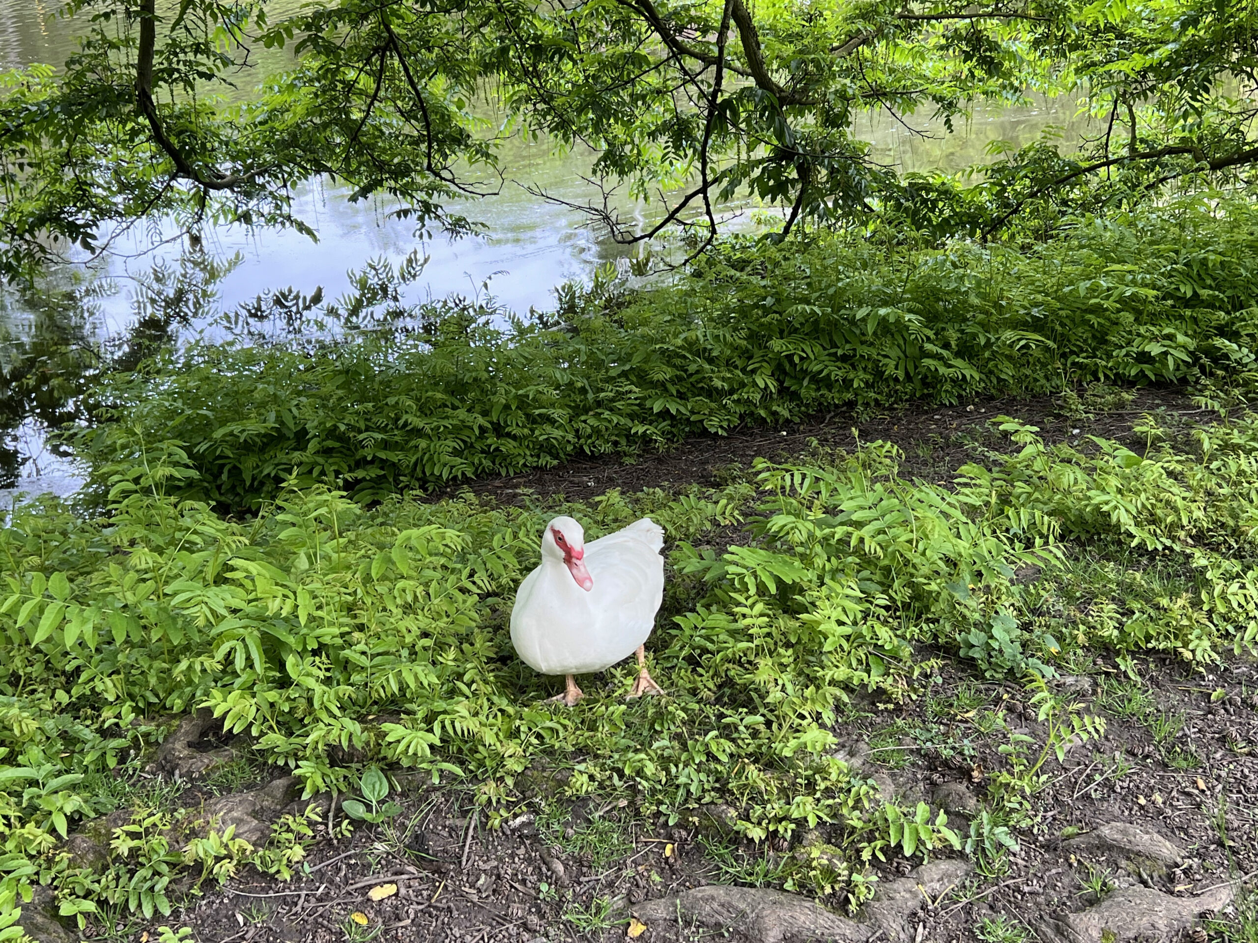 🇩🇪 Sarrebruck – French-German Park