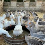🇫🇷 Fête médiévale de Forbach