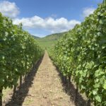 🇫🇷 The Wine Route (Alsace)