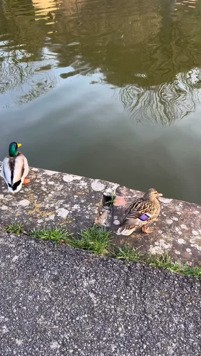 Lützelburg - Enten und Schwäne am Kanal