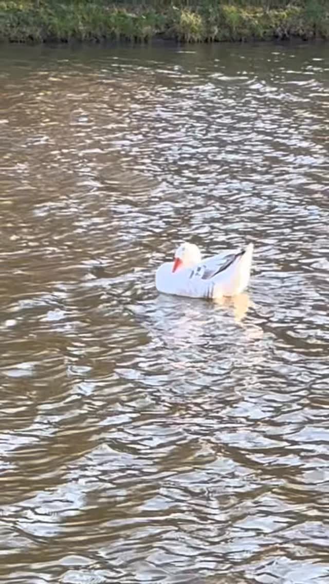 Lützelburg - Spaziergang am Kanal mit den Schwänen