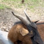 🇩🇪 Karlsbrunn - El Wildpark en la frontera francesa