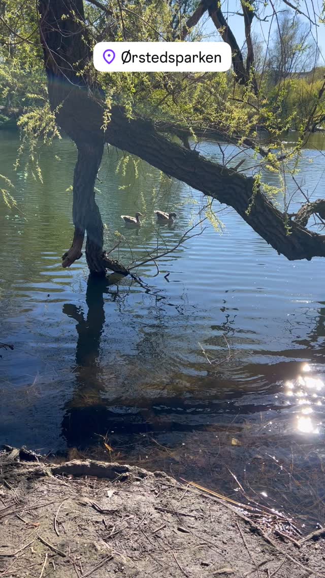 Der See im Ørstedsparken in Kopenhagen mit seinen Enten