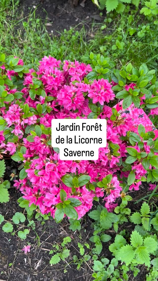 Der Jardin Forêt de la Licorne in Saverne im Elsass