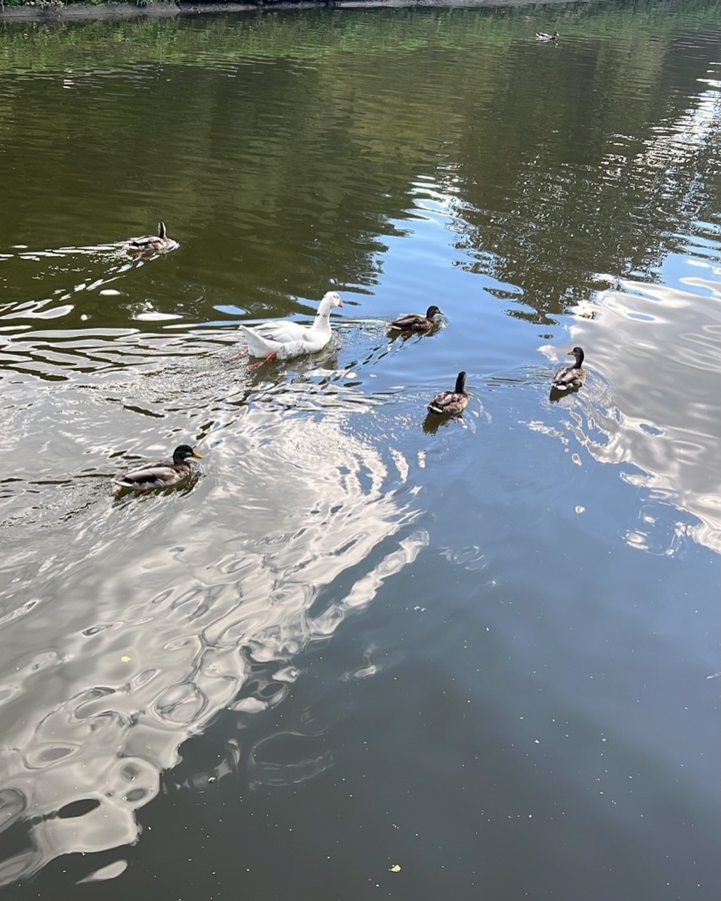 Lützelburg - Die Enten und Schwäne sind zurück