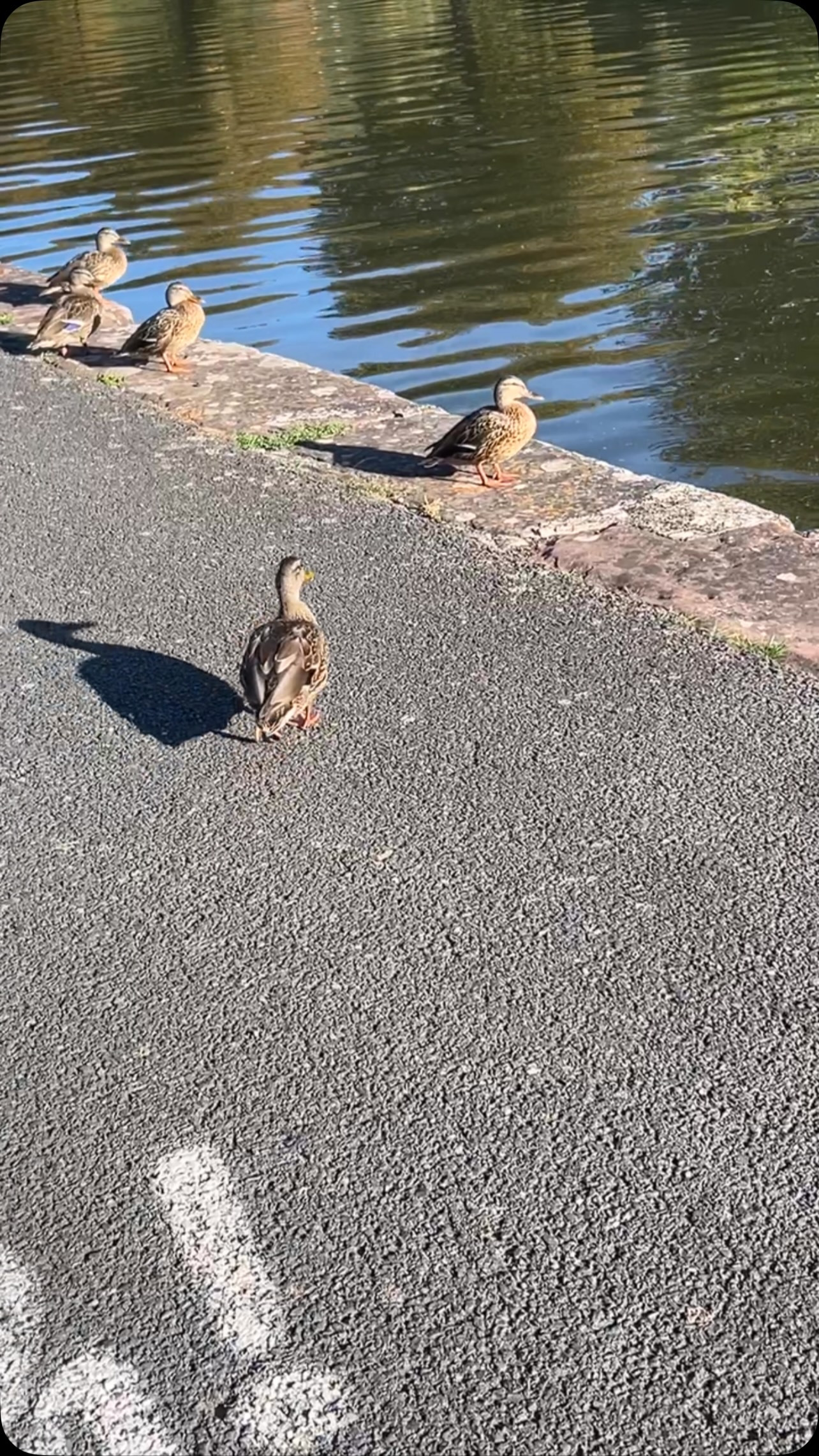 Lützelburg - Am Kanal, und die Zugvögel
