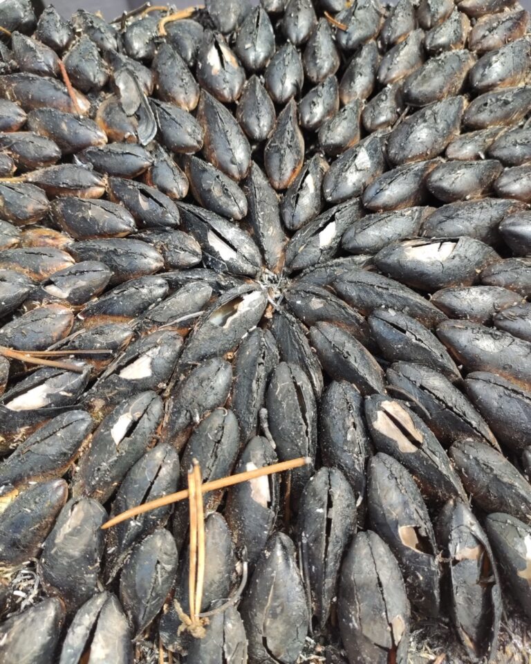 🇫🇷 Eclade: mussels cooked in pine needles