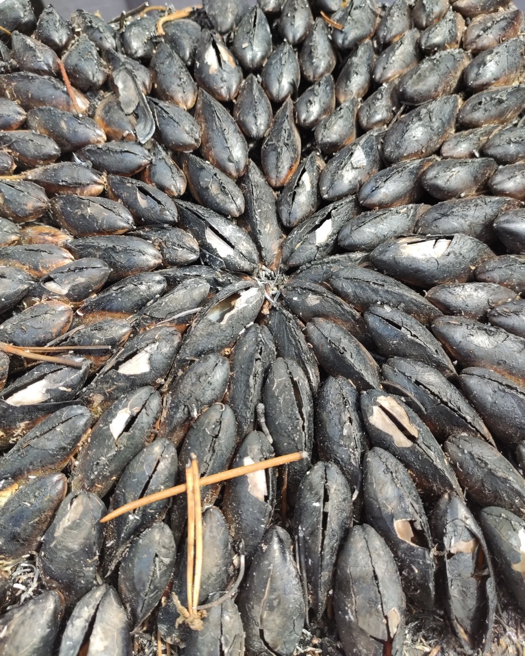 🇫🇷 Éclade: Muscheln in Kiefernnadeln