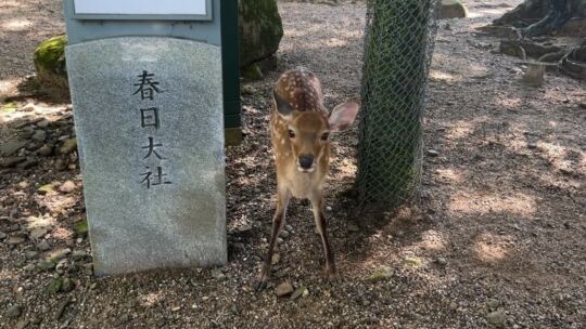 Nara