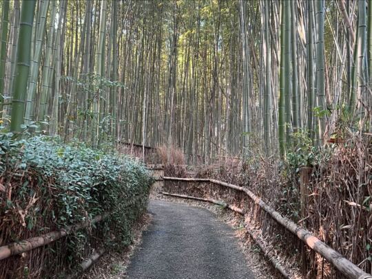 Kyoto - Sagano