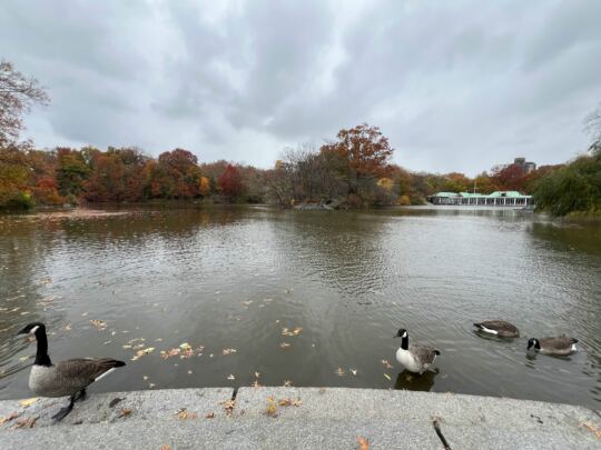 Central Park en Automne