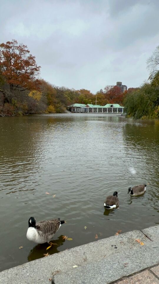 Central Park en Automne