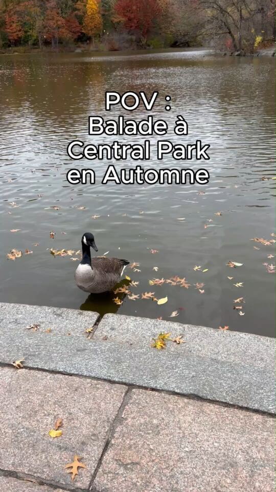 Central Park en Automne