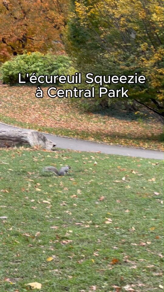 Central Park (New York)