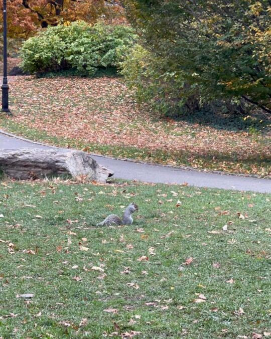 Central Park (New York)