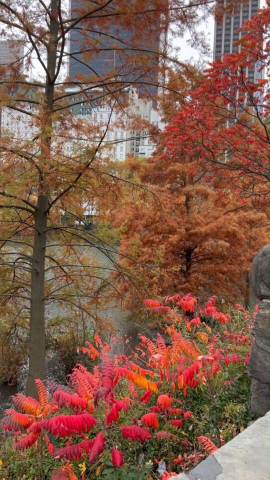 Central Park (New York)