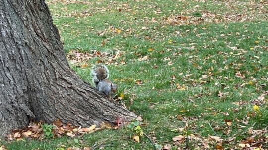 Central Park (New York)