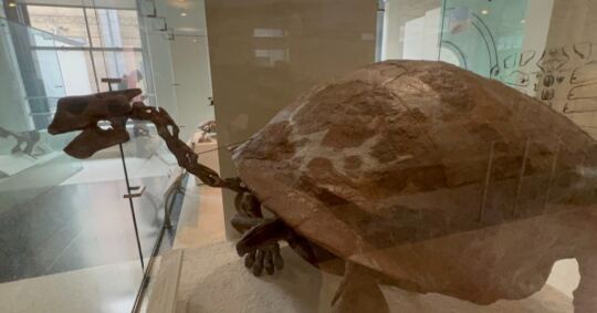 Muséum Américain d'Histoire Naturelle