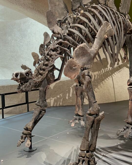 Muséum Américain d'Histoire Naturelle