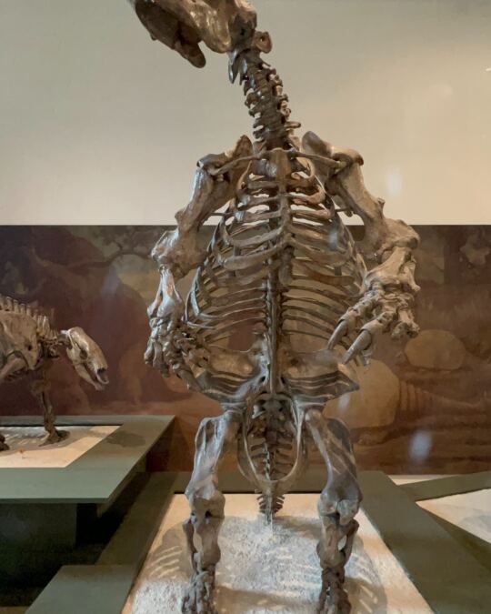 Muséum Américain d'Histoire Naturelle