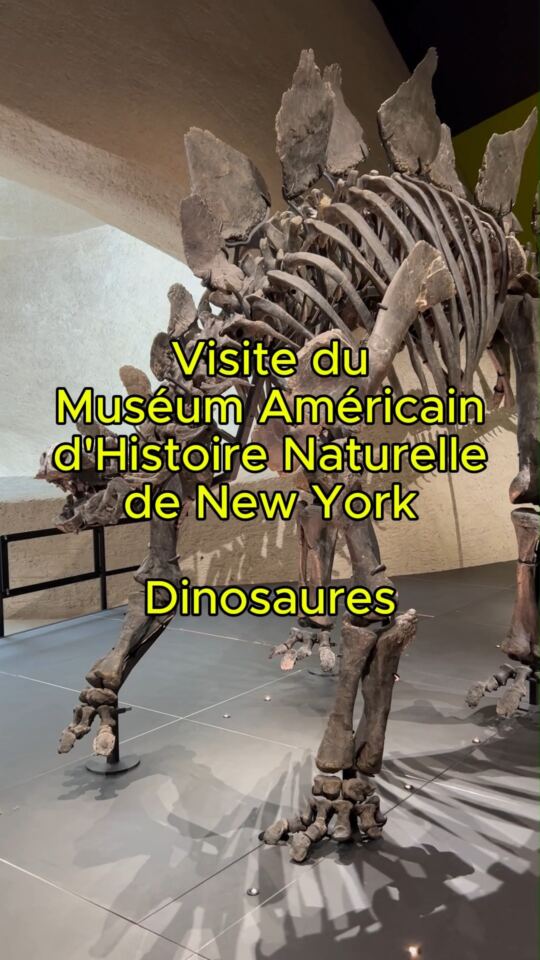 Muséum Américain d'Histoire Naturelle