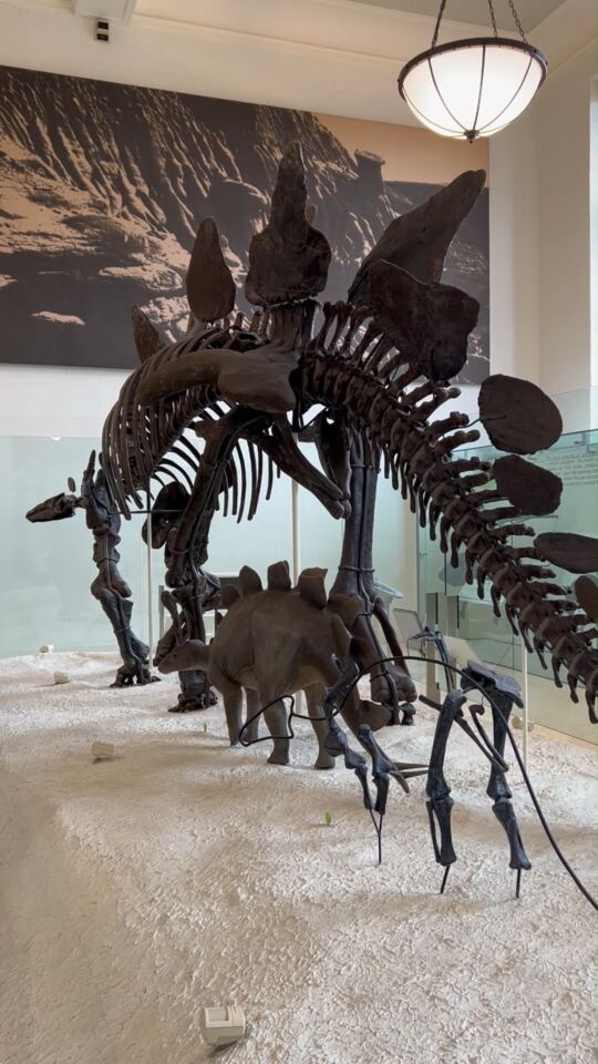 Muséum Américain d'Histoire Naturelle