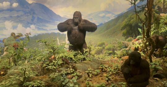 Muséum Américain d'Histoire Naturelle