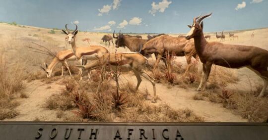 Muséum Américain d'Histoire Naturelle