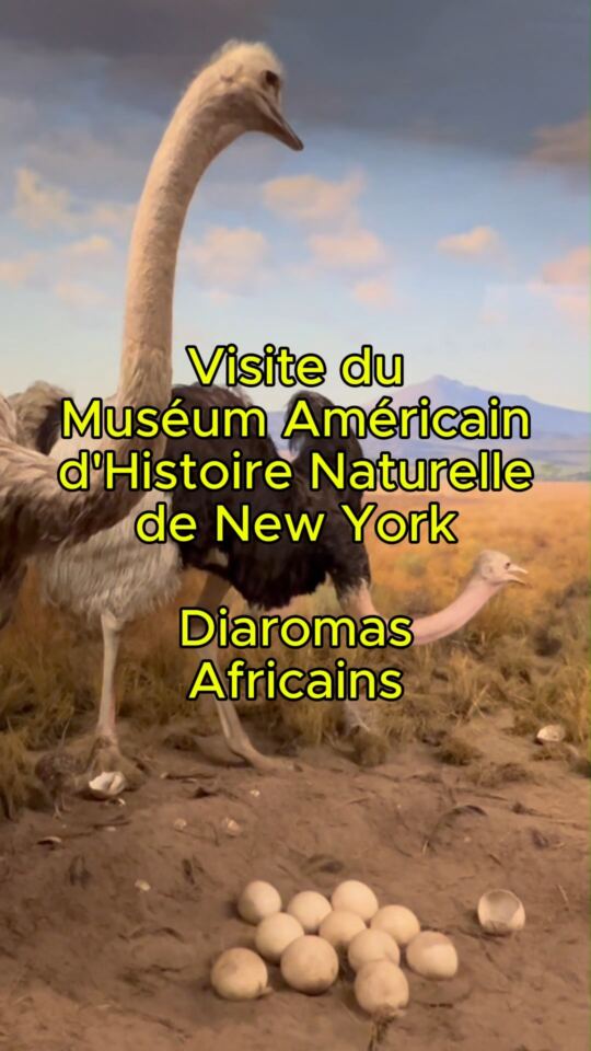Muséum Américain d'Histoire Naturelle
