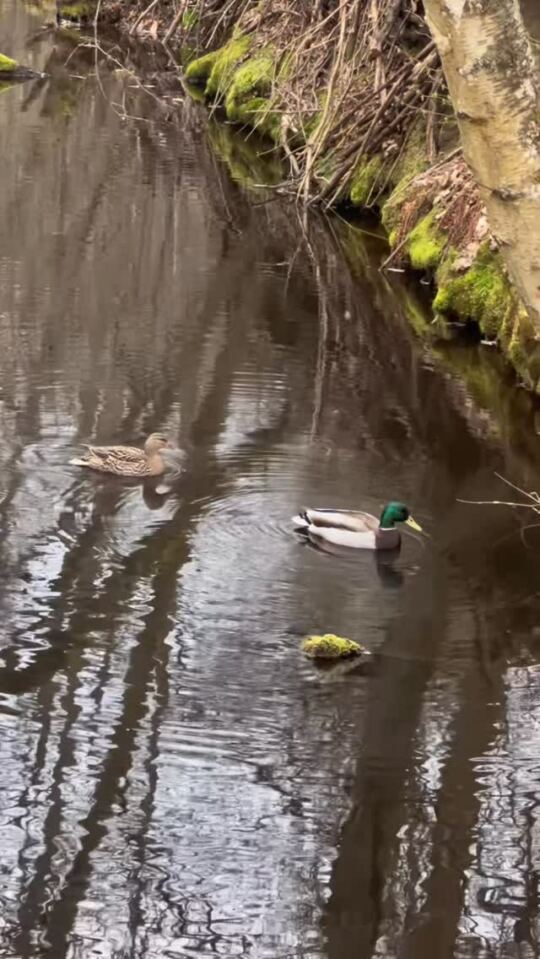 Karlsbrunn Wild Park 🦆 (ducks / canards)