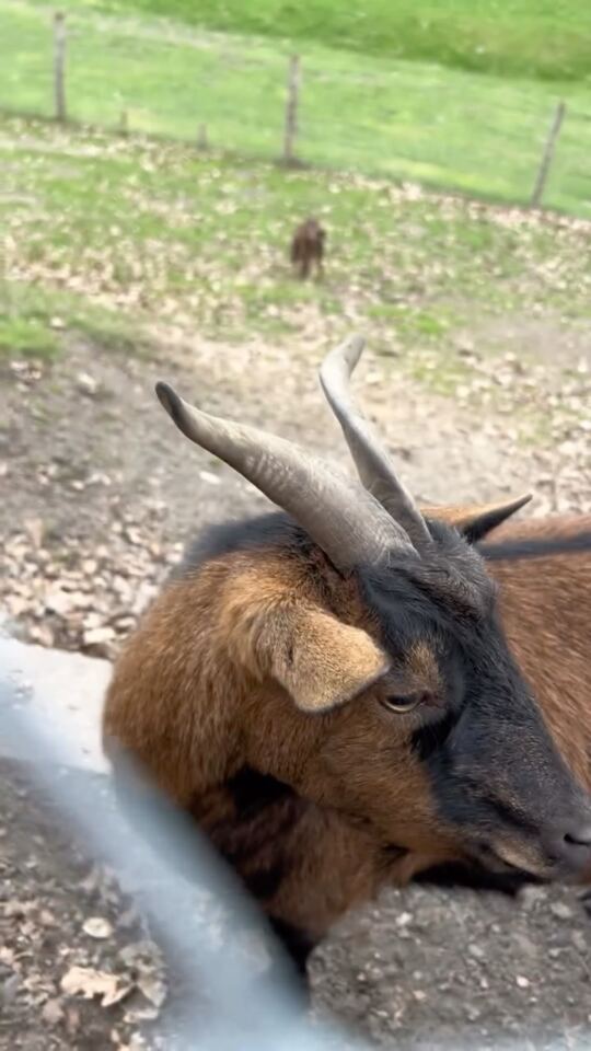 Le Parc animalier "Wildpark" (chèvres, gibier, sangliers...) de Karlsbrunn en Allemagne, juste à côté de la Forêt du Warnd…