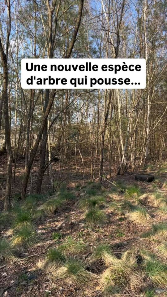 POV 🇫🇷 22/03/2026 Carrière Puits Simon, Etang EmpireZone à Schoeneck : Une nouvelle espèce d'arbre qui pousse...