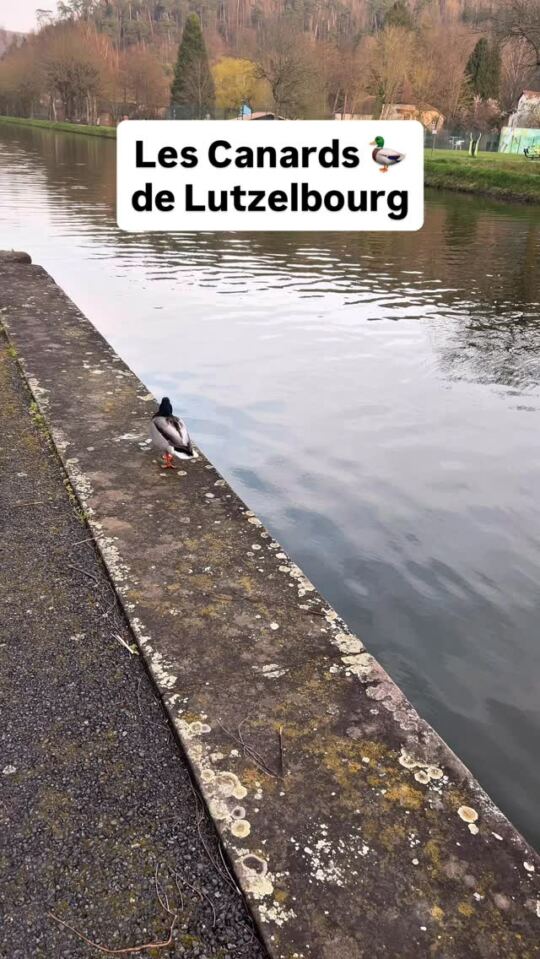 Les canards 🦆 de Lutzelbourg, au bord du canal, en Moselle.