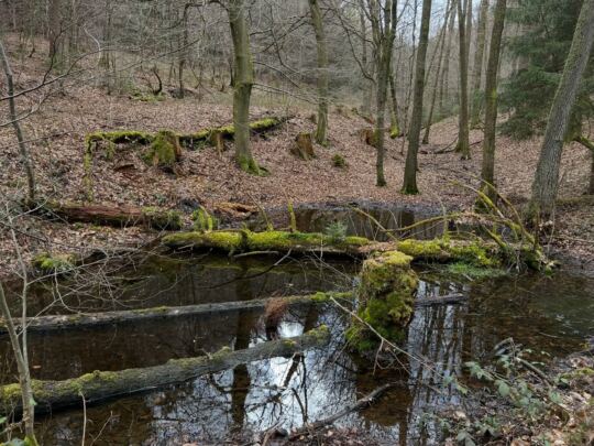 La Forêt de Karlsbrunn