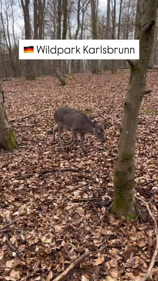 Parc animalier, Wildpark Karlsbrunn.