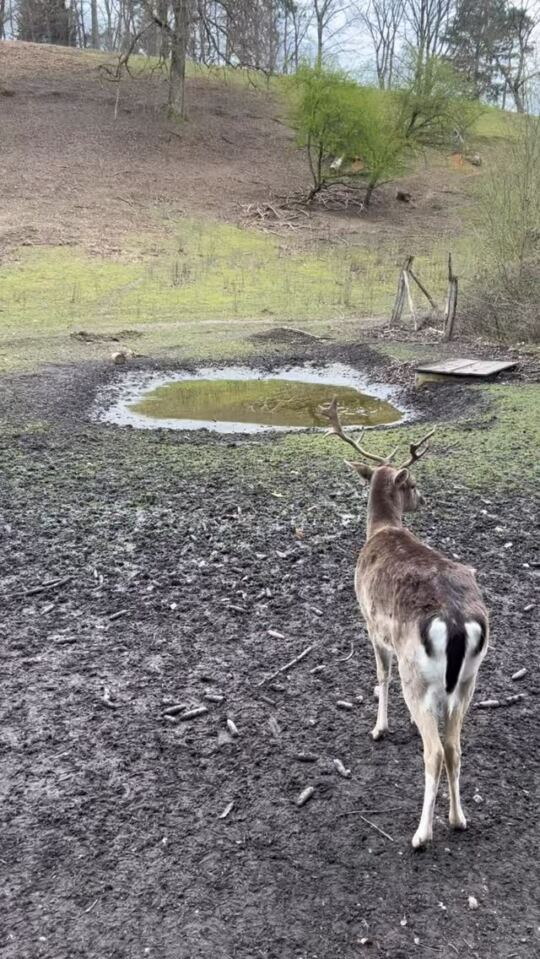Karlsbrunn Wildpark