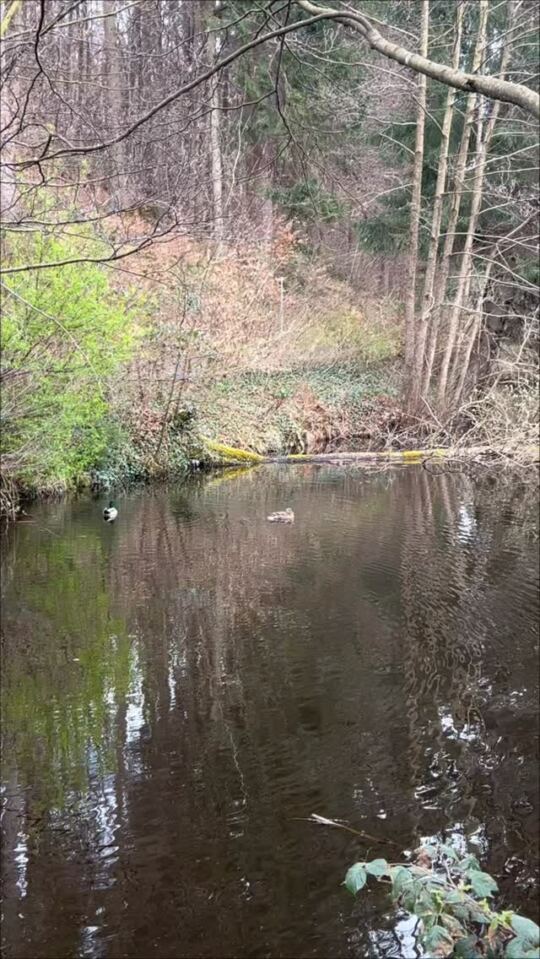 Karlsbrunn en Allemagne 🦆