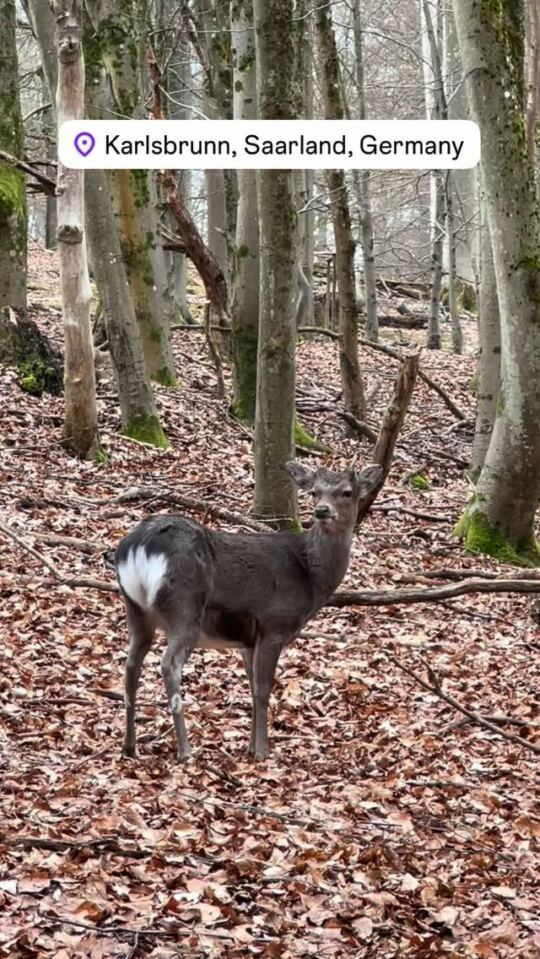 Karlsbrunn Wildpark 🦌