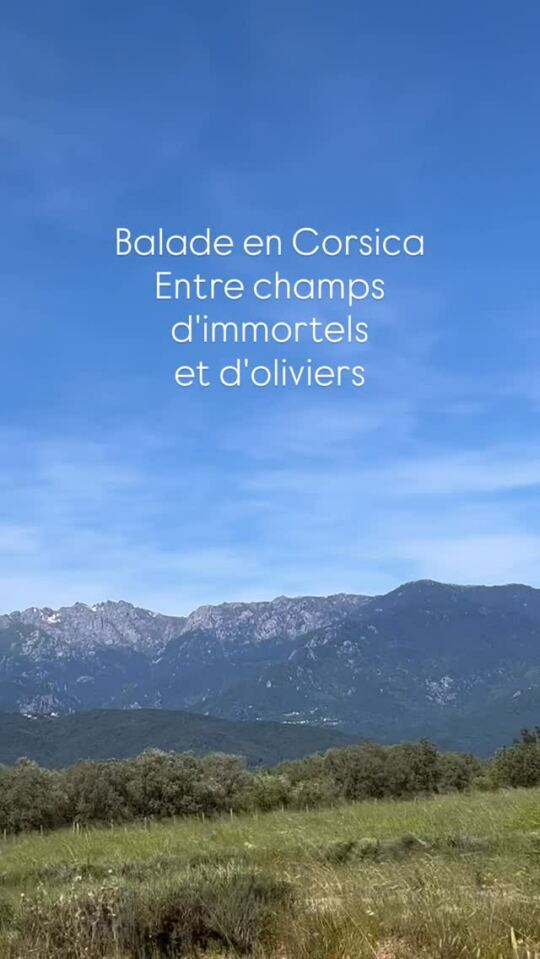 Balade en Corsica, entre champs d'immortels et d'oliviers.
