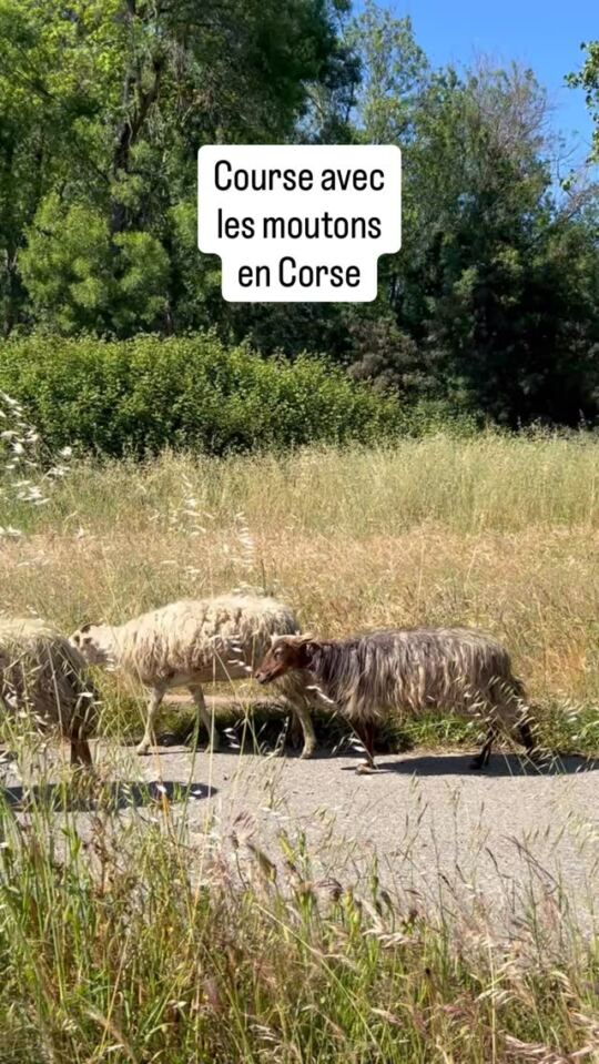 Course avec les moutons en Corse