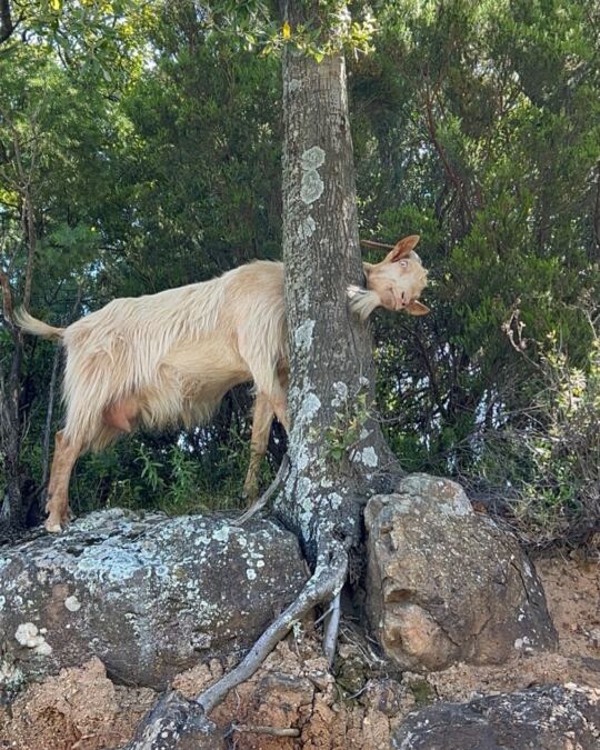 Balade dans les Montagnes en Corse.