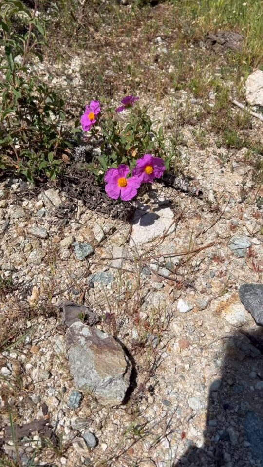 Balade dans les Montagnes en Corse.