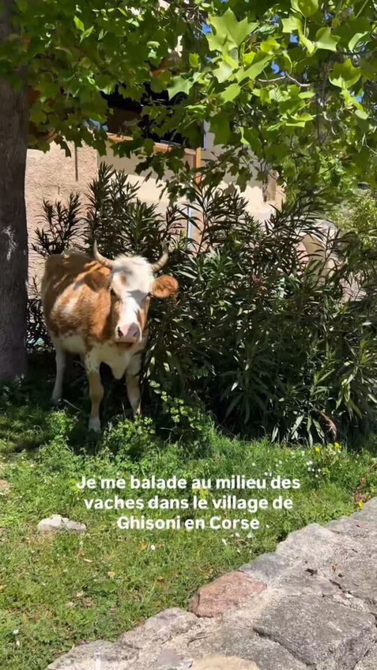 Je me balade au milleu des vaches dans le  village de Ghisoni en Corse.