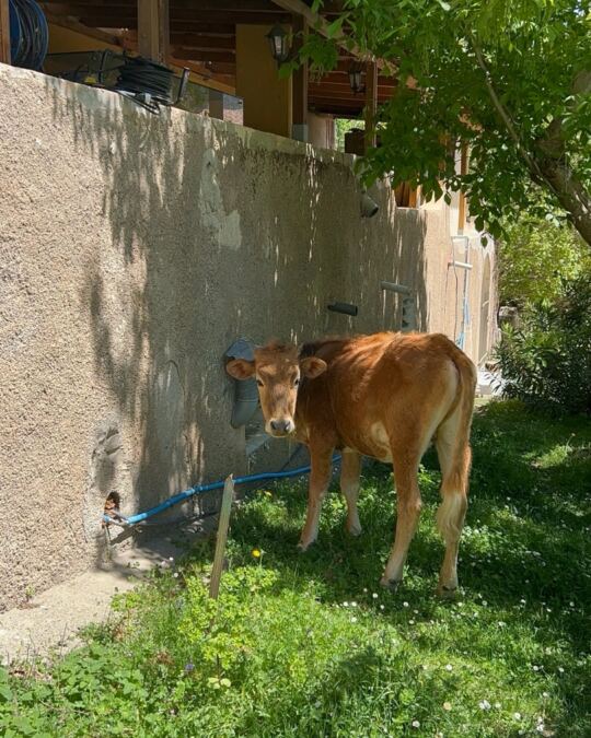 Les vaches en liberté de Ghisoni en Corse.