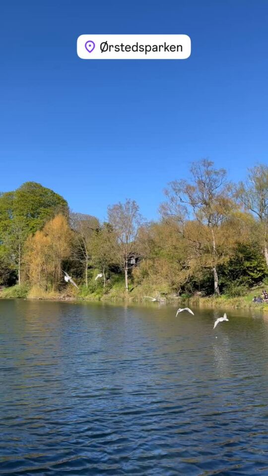 Ørsterdparken, Copenhague 🇩🇰🦆