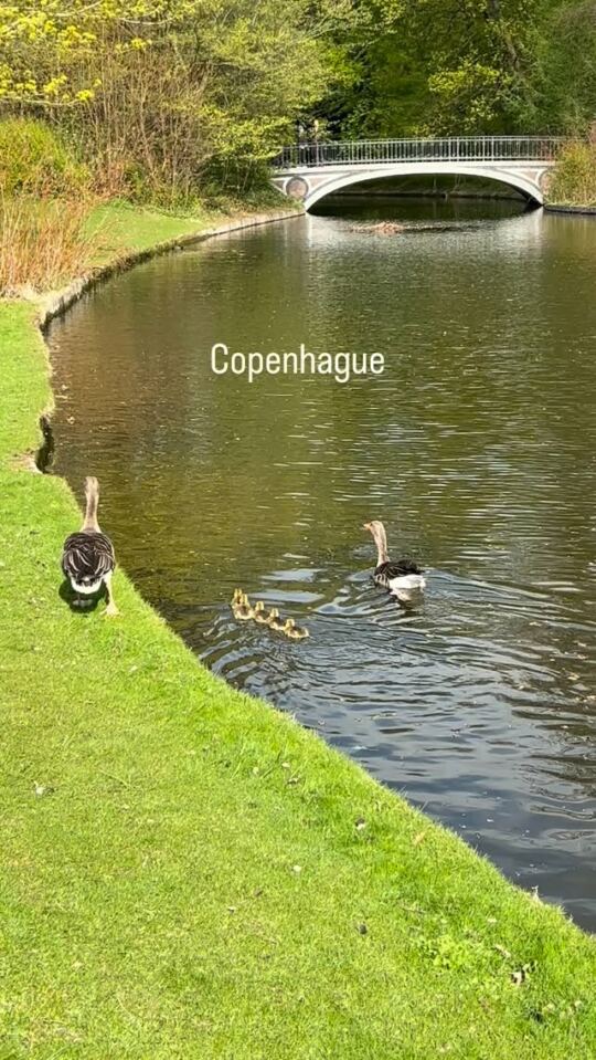 Les canards et canetons, toute la famille, à Copenhague 🇩🇰🦆