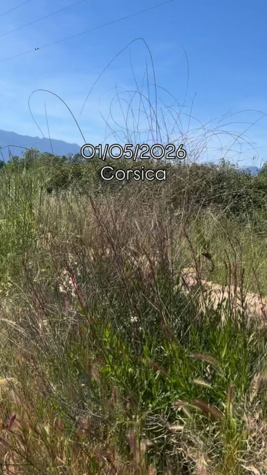 Transhumance en Corsica