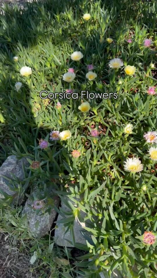 Les Fleurs en Corsica (Corse).